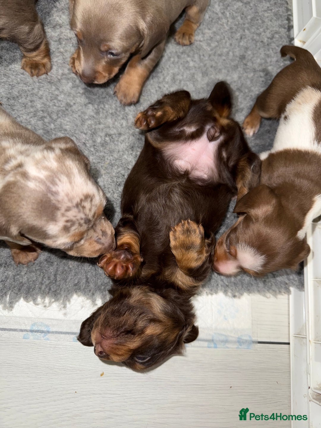 Miniature Dachshund dogs for sale: !!Beautiful Mini Dachshunds!! - Advert 4