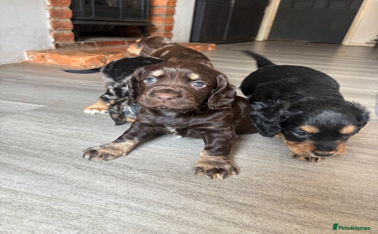 Cocker Spaniel dogs - Advert 7
