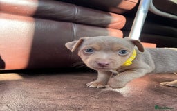 Jack Russell dogs for sale: Jack Russell puppies. - Image 2