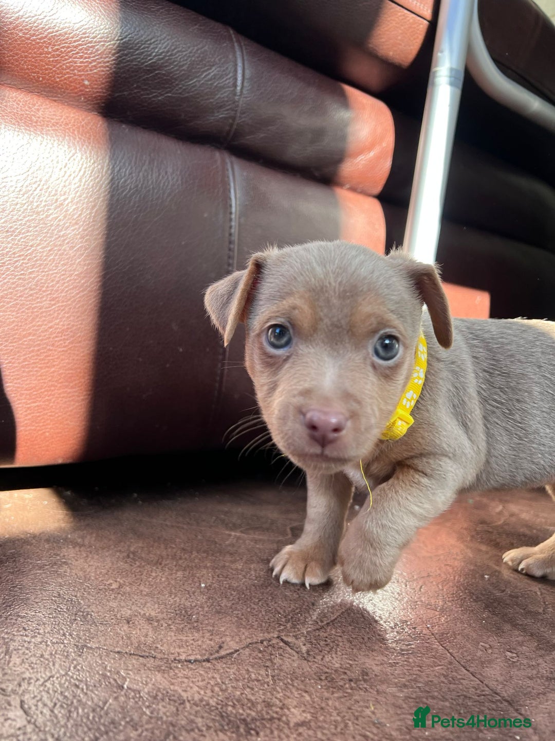 Jack Russell dogs for sale: Jack Russell puppies. - Image 2