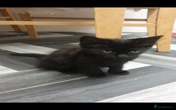 British Longhair cats for sale: Male and female cats free  - Image 9