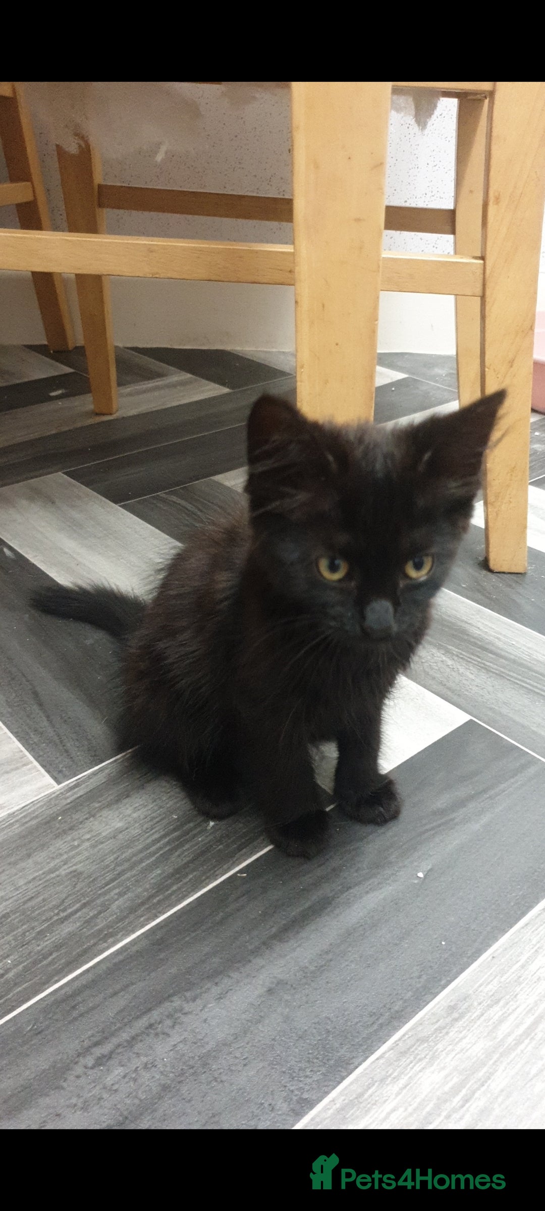 British Longhair cats for sale: Male and female cats free  - Image 9