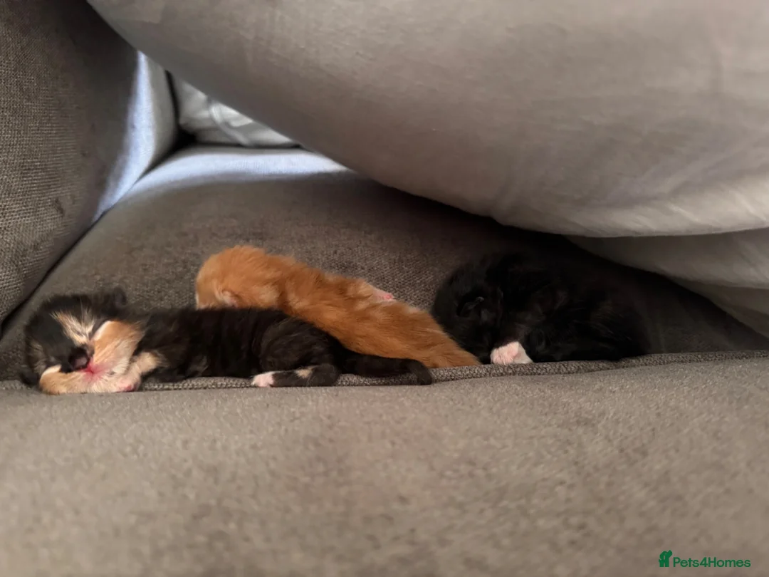 Mixed Breed cats for sale: Female Ginger Kitten - Advert 11