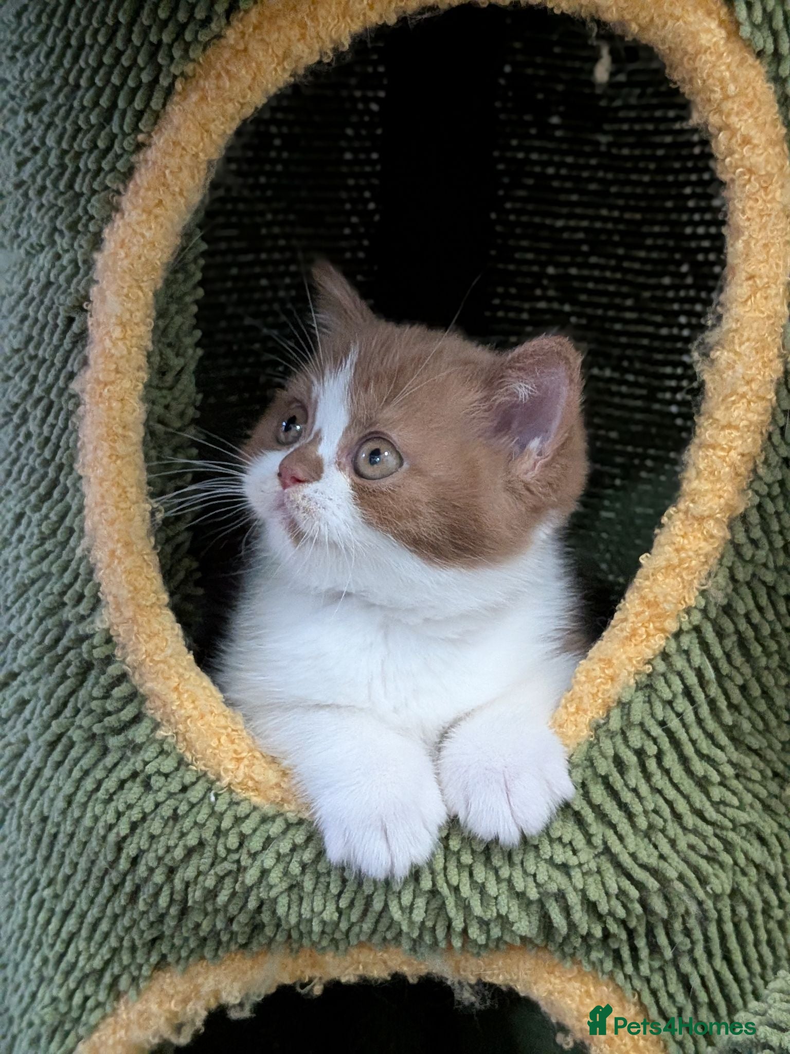 British Shorthair cats GCCF Registered Kittens  - Advert 1