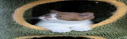 British Shorthair cats for sale: GCCF Registered Kittens  - Advert 11
