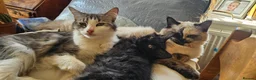 Mixed Breed cats for sale: Silver tabby ragdoll x  in Lincoln - Advert 1