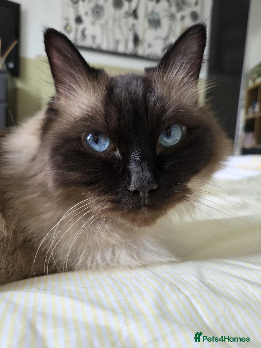 Ragdoll cats for sale: 5 year old male ragdoll for rehoming - Advert 2