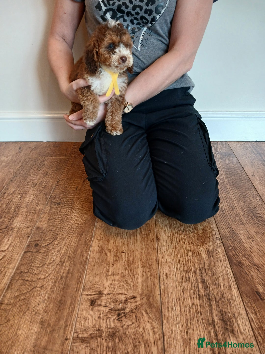 Cockapoo dogs for sale: Cockapoo puppies  - Advert 3