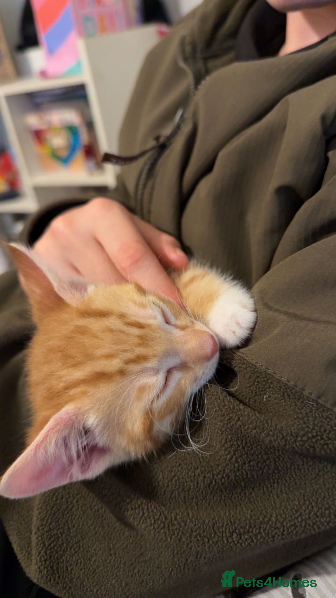 Mixed Breed cats Ginger kitten  - Advert 1