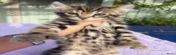 Keetso cats for sale: Superb polydactyl curled eared Keetso kittens.  - Advert 40