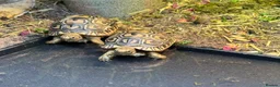 Tortoise reptiles for sale: Baby leopard tortoise - Advert 1