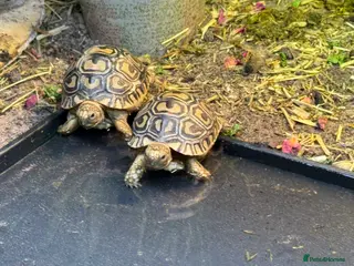 Tortoise reptiles Baby leopard tortoise - Advert 7