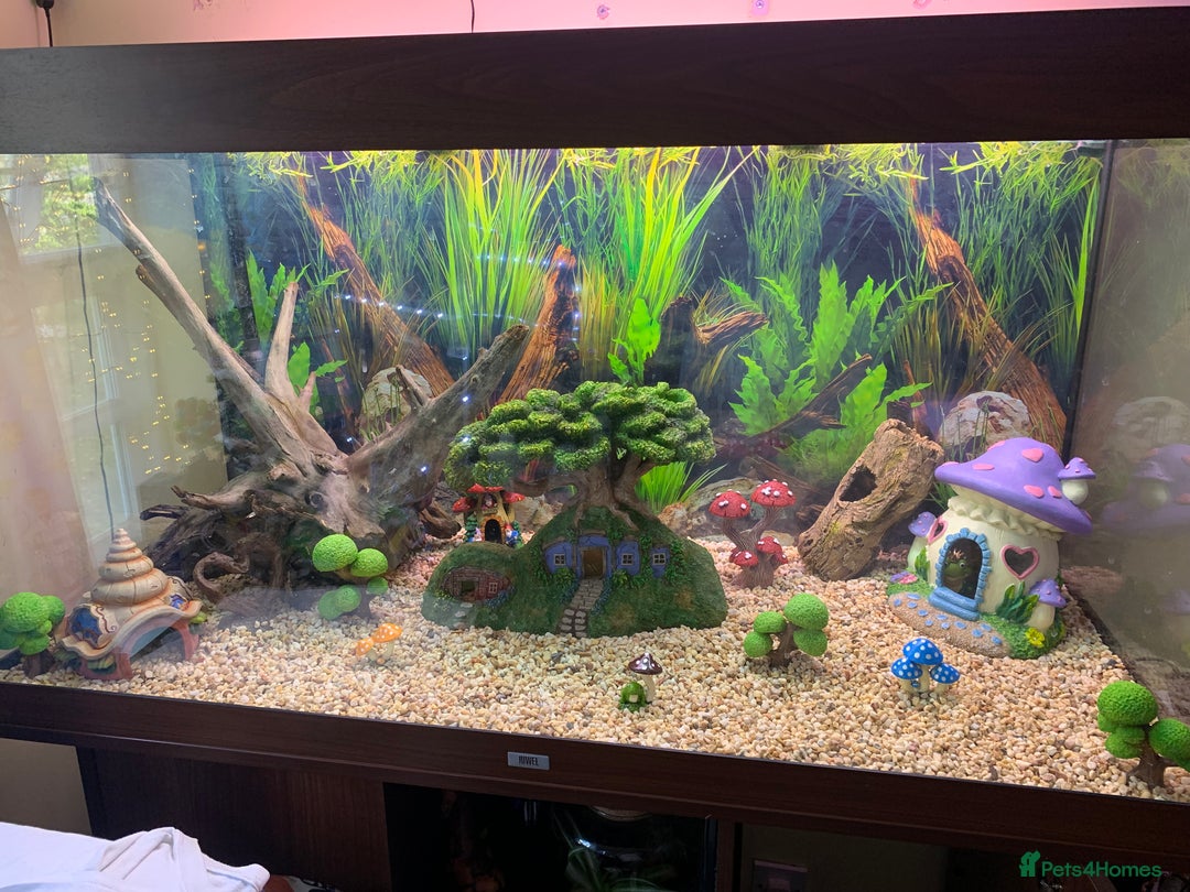 Bettas fish for sale: 350Litre 4ft Tank Plus Fish plants and decorations - Advert 2