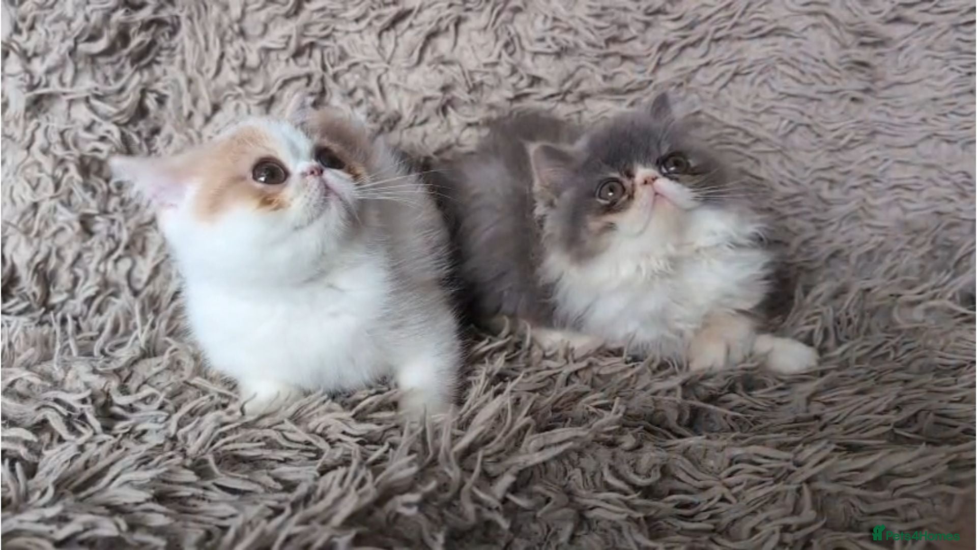 Persian cats Persian Kittens - Advert 1