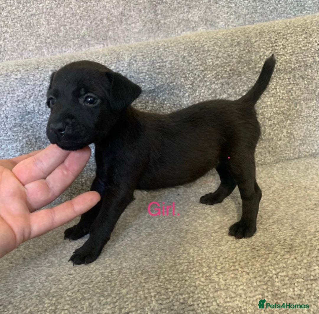 Patterdale Terrier dogs for sale: patterdale terrier puppies  - Advert 3