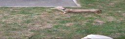 Miniature Dachshund dogs for sale: Miniature Dachshund  - Advert 4