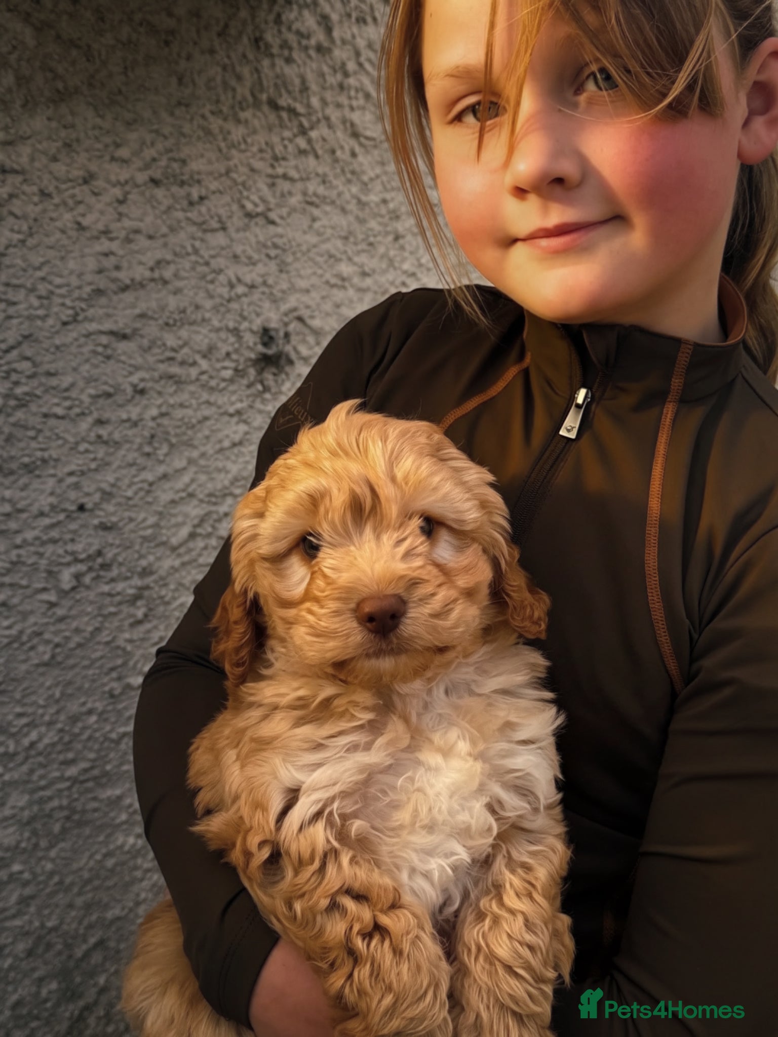 Cockapoo dogs for sale: READY. NOW Stunning F1 Cockapoo Boy  - Advert 5