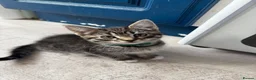 Mixed Breed cats for sale: 8 tabby/black kittens available  - Advert 18