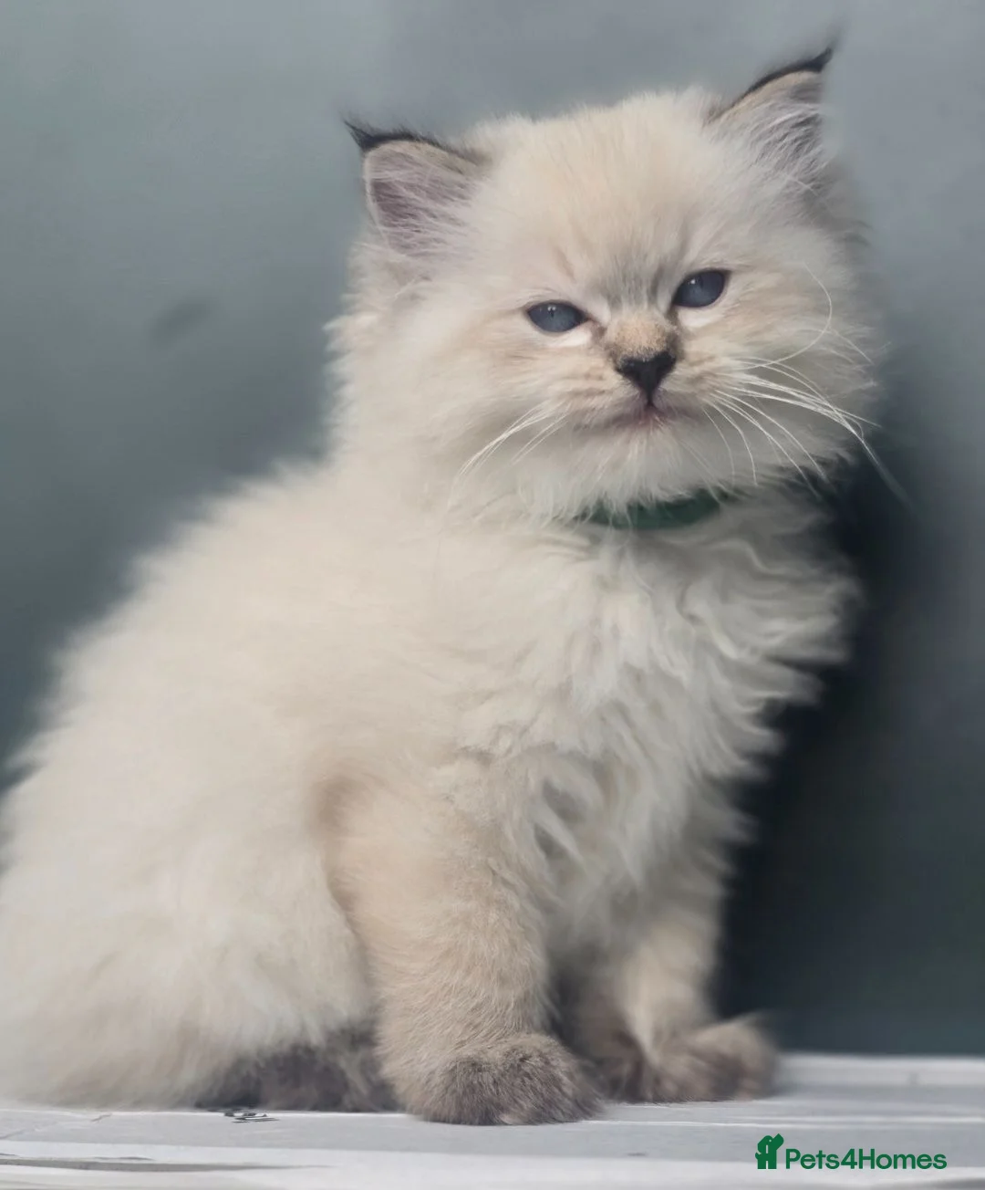 Ragdoll cats for sale: 🐾 TICA Beautiful Ragdoll Kittens - 2 Boys 🐾 - Advert 2
