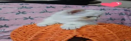 Exotic cats for sale: EXCEPTIONAL PERSIAN EXOTIC KITTENS  - Advert 4