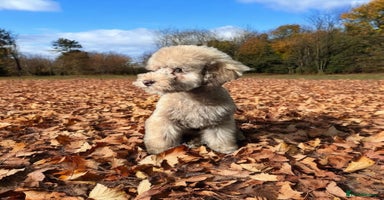 Toy Poodle dogs - Advert 1