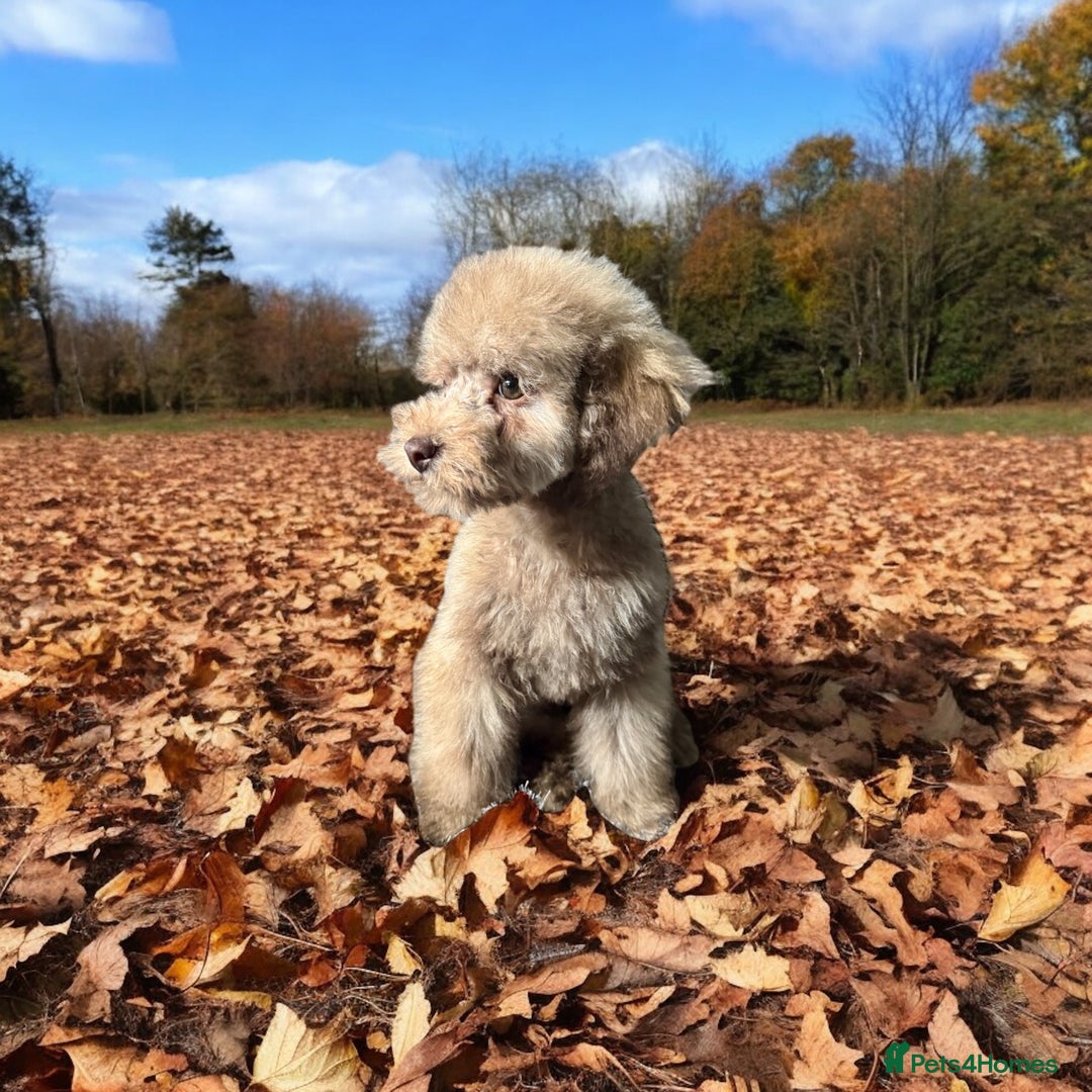 Toy Poodle dogs for sale: full ASIAN toy poodle 5* licensed breeder import  - Image 2