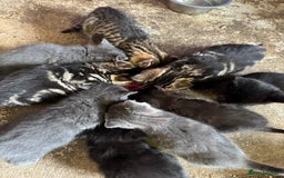 British Shorthair cats for sale: Beautiful kittens for sale - Image 30