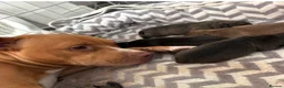 Staffordshire Bull Terrier dogs for sale: Puppy in Leeds - Advert 1