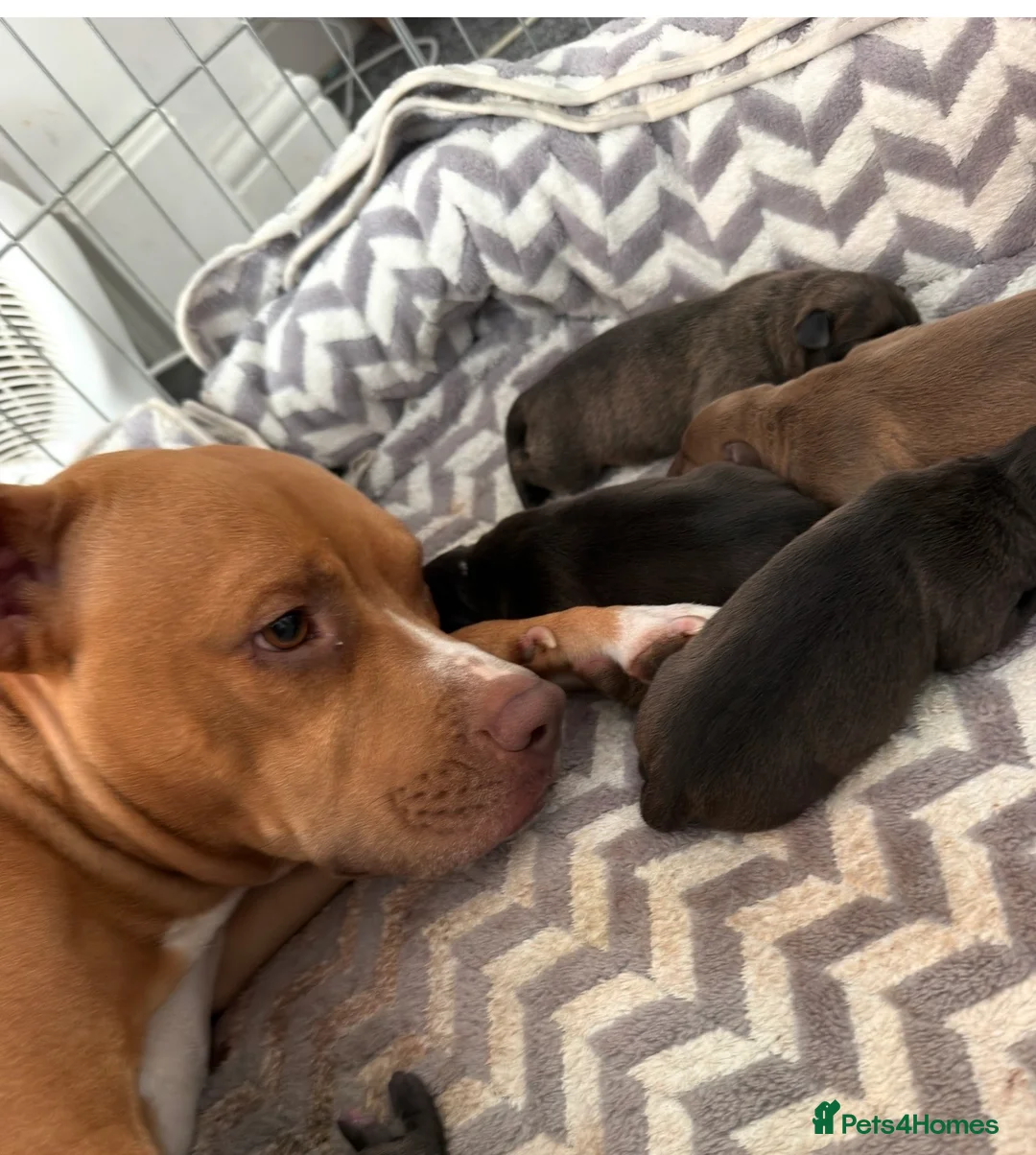 Staffordshire Bull Terrier dogs for sale: Puppy in Leeds - Advert 1