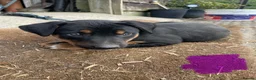 Huntaway dogs for sale: Huntaway x border collie pups  - Advert 3