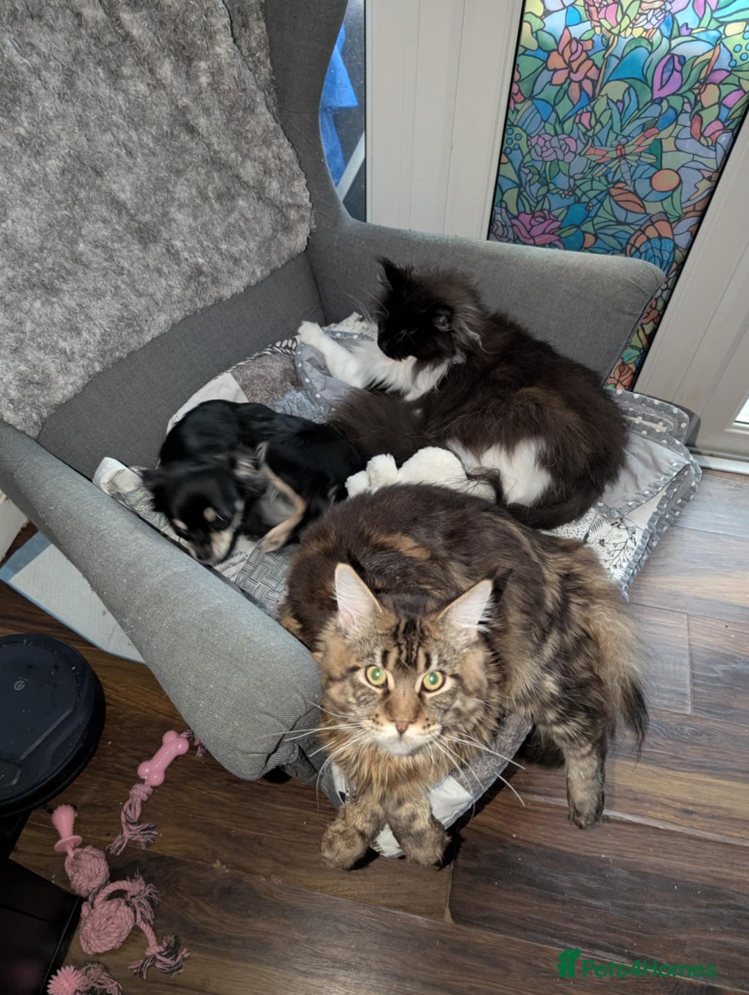 Maine Coon cats for sale: Active Maine Coon Tabby Boy Available  - Advert 14