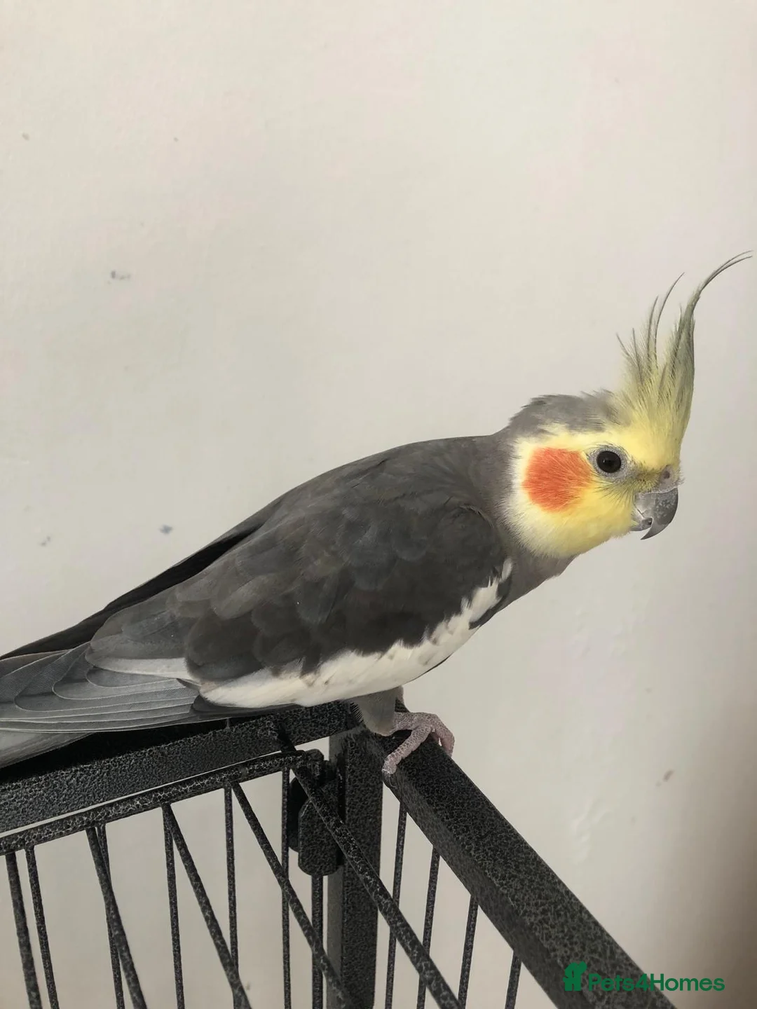 Cockatiels birds for sale: A cockatiel with a large cage  in Doncaster - Advert 2