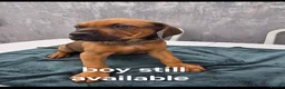 Mixed Breed dogs for sale: Dogue de bordeaux / Doberman  - Advert 9