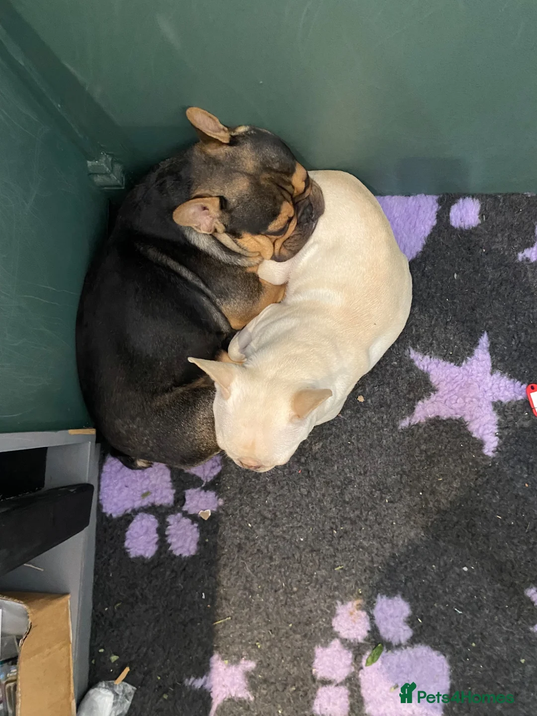 French Bulldog dogs for sale: Max and Mable - Advert 2