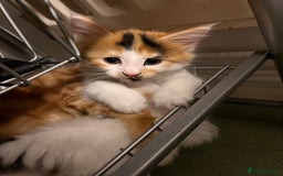 Mixed Breed cats for sale: 5 Maine Coon cross kittens available💞 - Image 12