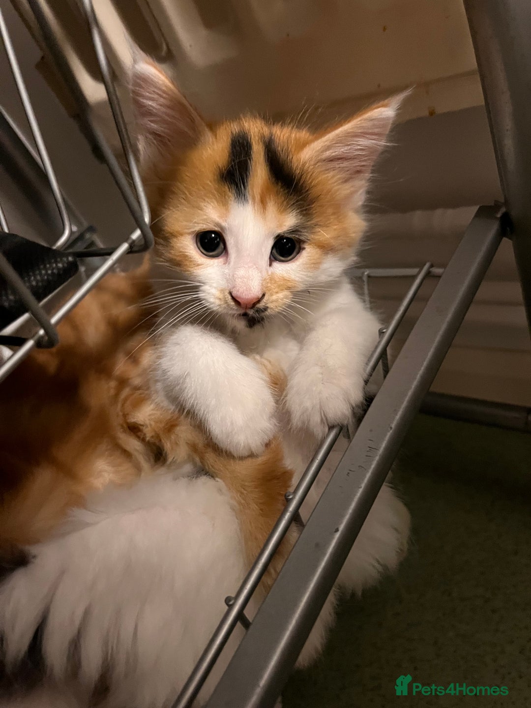 Mixed Breed cats for sale: 5 Maine Coon cross kittens available💞 - Image 12