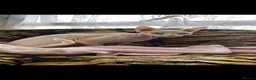 Sphynx cats for sale: Young female neutered sphynx cat for sale - Advert 3