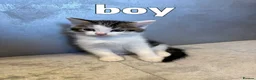 Mixed Breed cats for sale: Kittens for sale  - Advert 10