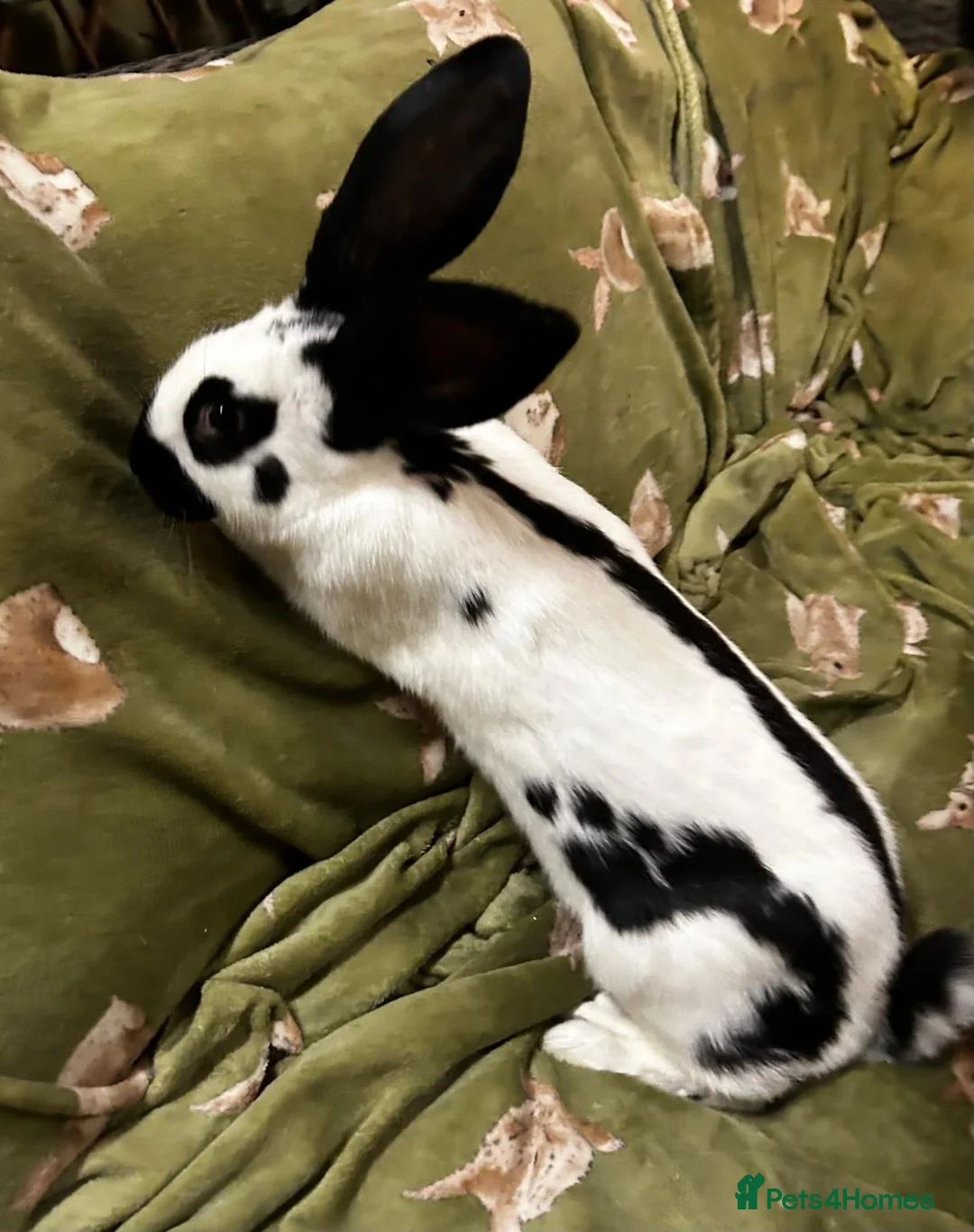 Continental Giant rabbits for sale: Giant Papillon Baby - Advert 4