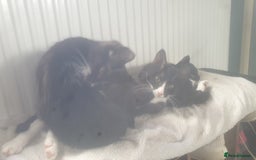 Domestic Shorthair cats for sale: Domestic kittens for sale - Image 9