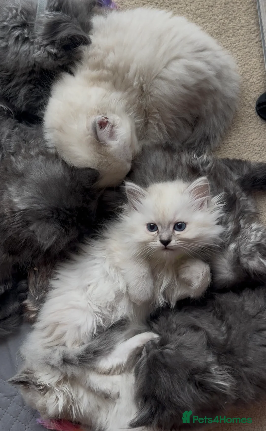 Persian cats for sale: LAST DOLLFACE CHINCHILLA PERSIAN GIRL - Advert 15