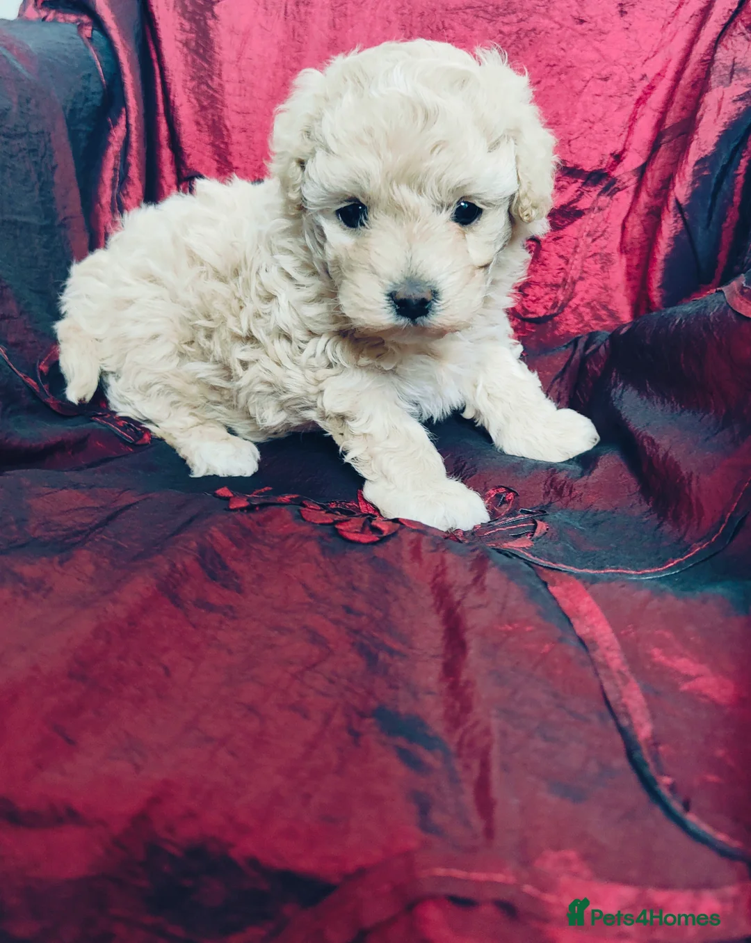 Cavapoo dogs for sale: Adorable Cavapoo Girl Cream/White, Ready soon  - Advert 9