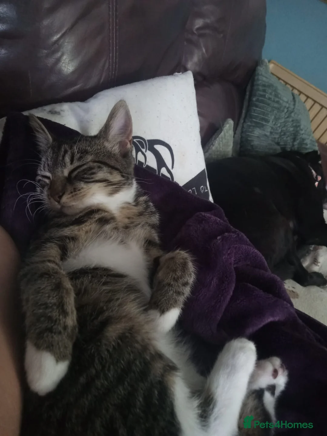 Mixed Breed cats for sale: Reluctant rehoming of our cat - Advert 3