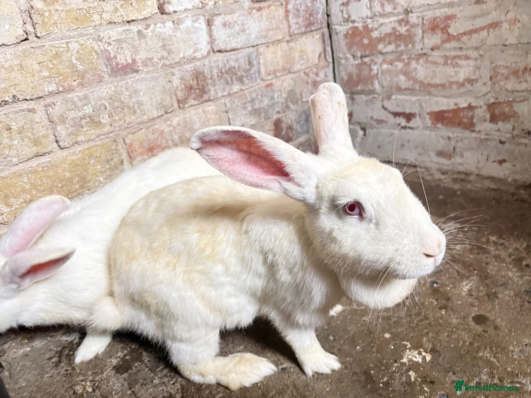 English rabbits for sale: Rabbit for sale in Saint Helens - Advert 2