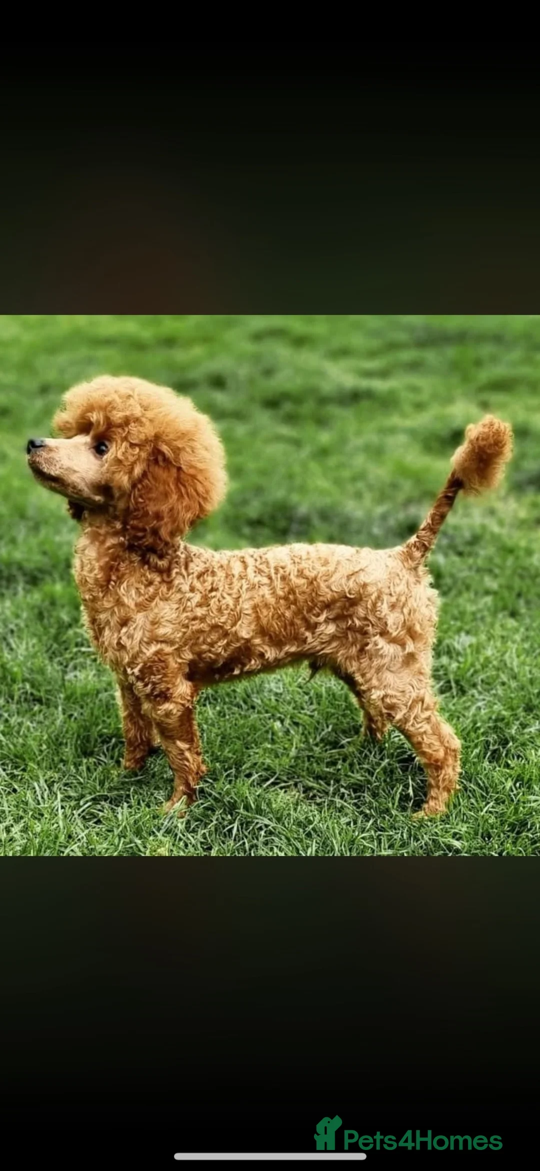Cockapoo dogs for sale: F1 cockapoo - beautiful colours  - Advert 16