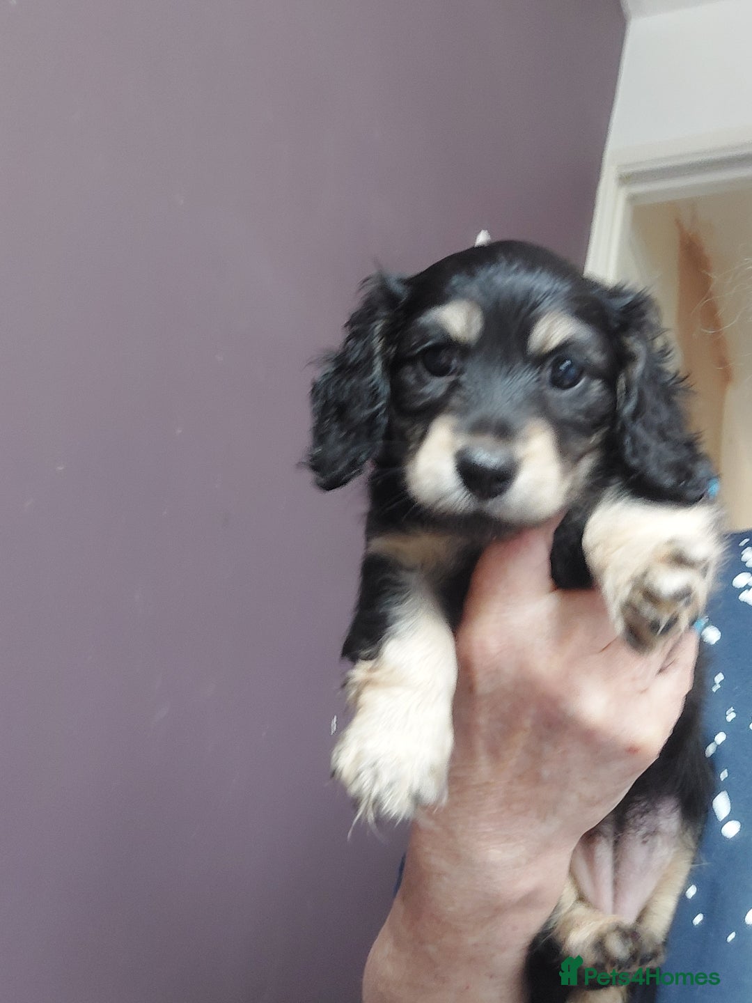 Miniature Dachshund dogs for sale: READY NOW BLACK & CREAM KC REG MINI L HAIRED DAXIS - Image 24