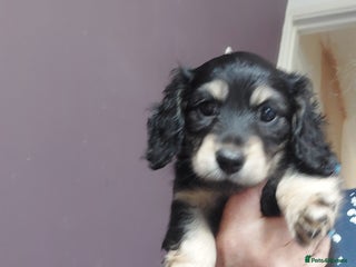 Miniature Dachshund dogs - Advert 5
