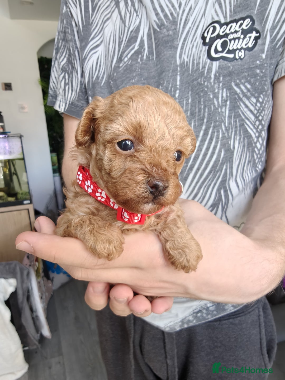 Maltipoo dogs for sale: F1B Toy Maltipoo  - Image 8