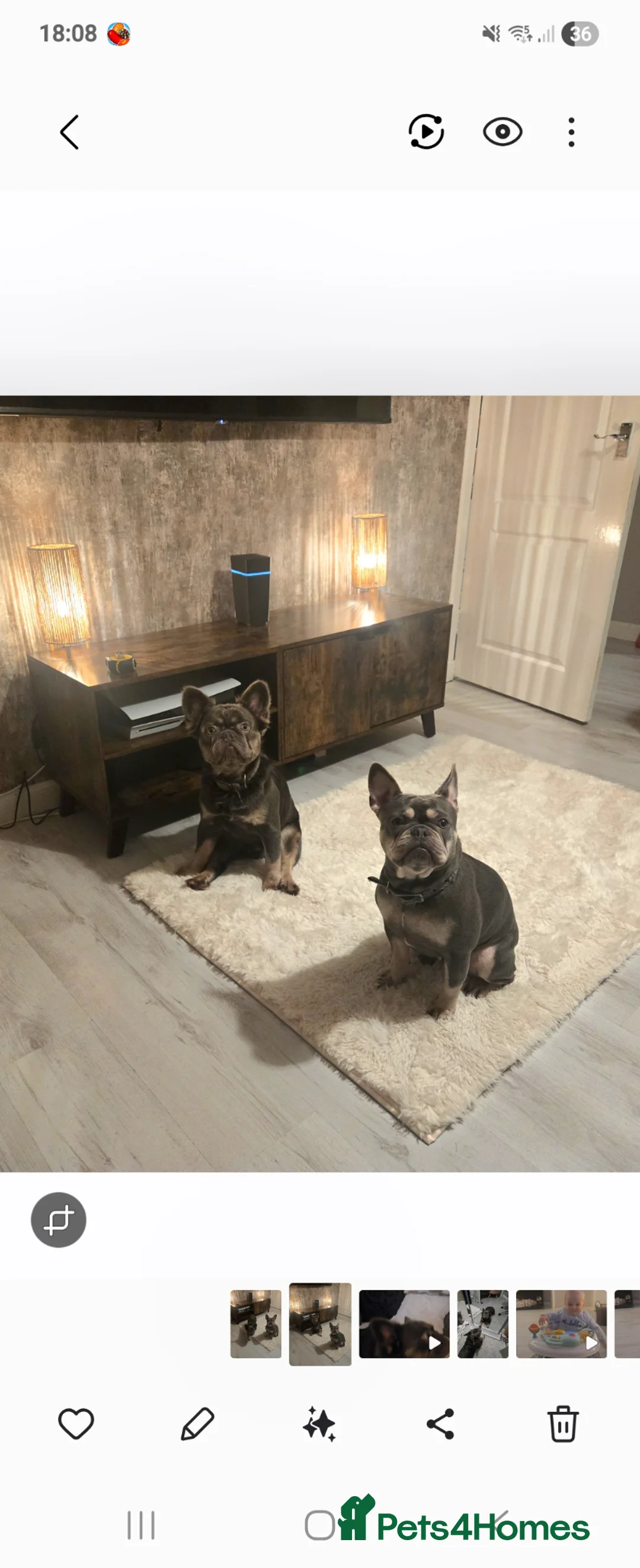 French Bulldog dogs for sale: 2 French bulldogs in Wishaw - Advert 2