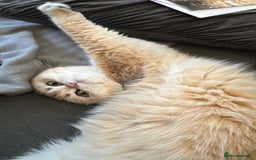 Scottish Fold cats for sale: Chinchilla golden Scottish fold - Image 4